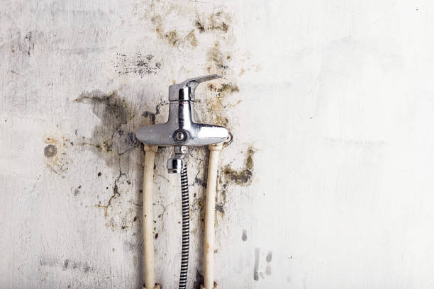 Best Black Mold Remediation in Edgewood, TX