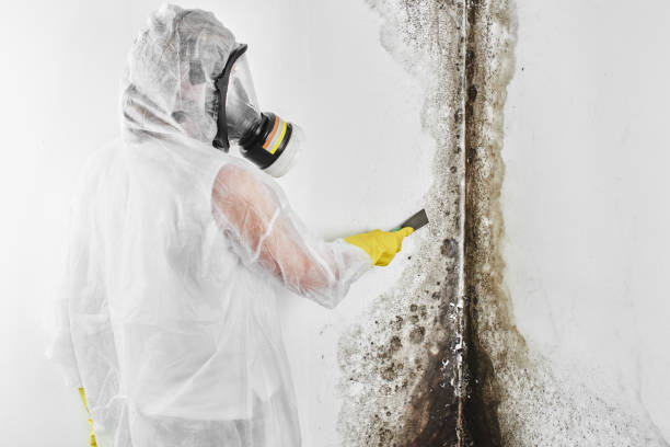 Best Mold Testing and Inspection Services in Edgewood, TX