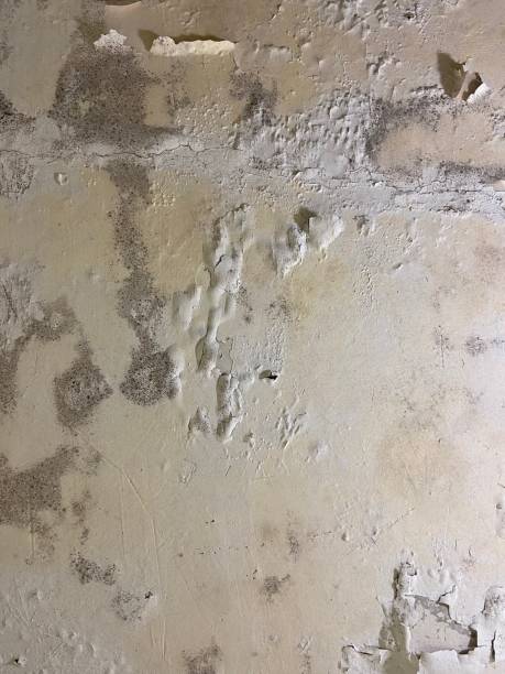 Best Crawl Space Mold Remediation in Edgewood, TX