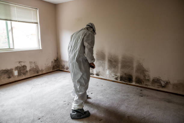 Best HVAC Mold Remediation in Edgewood, TX