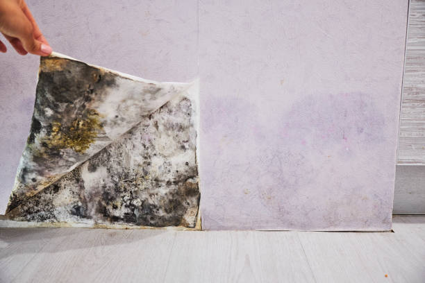 Best Bathroom Mold Remediation in Edgewood, TX